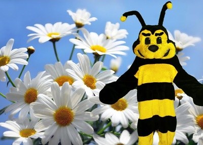 Bee Mascot Rental