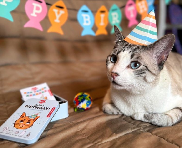 Cat Birthday Kit