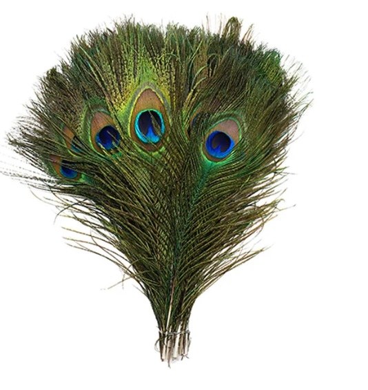 Peacock Feather w/Eye 15in