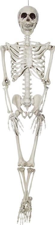 Skeleton 24in Posable