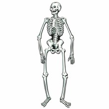 Vintage Jointed Skeleton Cutout ~ 22" / 2 Pack