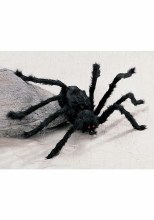 Hairy Black Spider ~ 3ft.