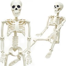 Skeleton 3ft Posable