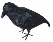 Realistic, Life-Size Crow Prop