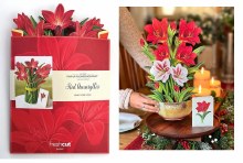 Ready to Ship Pop Up Flowers & Card • Red Amaryllis