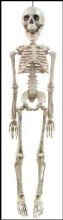 Skeleton 20"