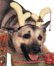 Pet Reindeer Antlers