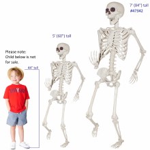 Skeleton 7ft Tall