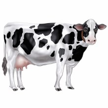 Cow Jointed Cut Out