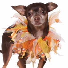 Pet Frilly CollarCandyCrn L/XL