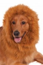 Pet Lion Mane DLX OS