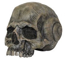 Skull Shell/Pirate 7in