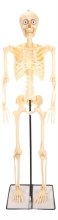Skeleton Animated Talking 5ft