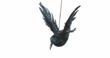 Flying Crow Wings Up
