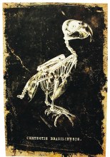 Canvas Print Bird Skeleton