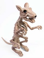 Rat Skeleton