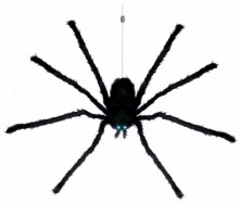 Floating Spider