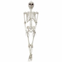 Posable Skeleton 3ft
