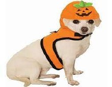 Jack O Lantern Pet Harness MED