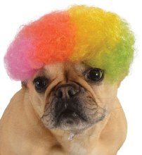 Pet Wig - Rainbow Afro