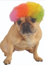 Pet Wig - Rainbow Afro