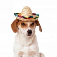 Hat Pet Sombrero M/L