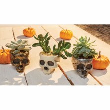 Skull Mini Planter Asst