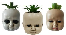 Doll Head Succulent