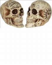 Skull Fortune Teller 7in