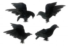 Crow 10" Assorted