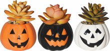 Jack-O-Lantern Succulent Asst.