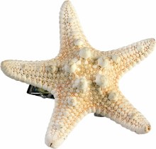 Hair Clip Star Fish