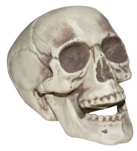 Small Plastic Skull