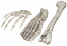 Bones Single Asst.
