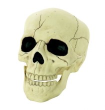 Glow in the Dark Skull 5.5in