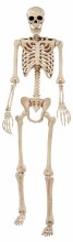 Skeleton Pose N' Stay 6'2"