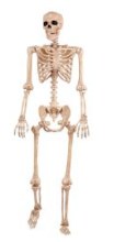 Skeleton Lifesize Posable 5ft