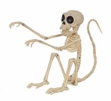 Skeleton Monkey