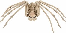 Spine Chilling Spider