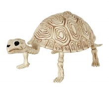 Turtle Skeleton 5.5in
