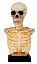 Skeleton Bust LU 16"