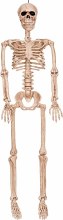 Posable Skeleton 36in