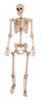 5ft Posable Skeleton