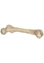 9in Bone