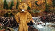 Beaver Mascot Rental
