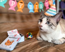 Cat Birthday Kit