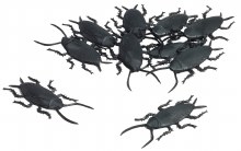 Cockroaches 10ct