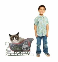 Grumpy Cat Standup
