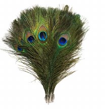 Peacock Feather w/Eye 15in