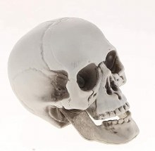 Realistic Prop Skull
